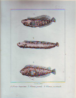 LITOGRAFIA ILUMINADA DEL SIGLO XIX. BLENIA BOSQUIANO. BLENIA GUNELO. BLENIA PUNTEADO.