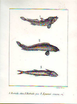 LITOGRAFIA ILUMINADA DEL SIGLO XIX. BOSTRICHE CHINO. BOSTRICHE OJOSO. EQUENEIS REMORA.