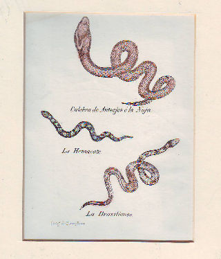 LITOGRAFIA ILUMINADA DEL SIGLO XIX. CULEBRA DE ANTEOJOS O LA NAJA. LA HEMACATE. LA BRASILIENSE