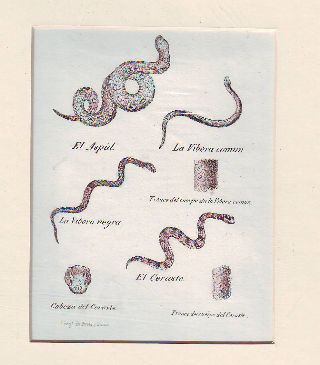 LITOGRAFIA ILUMINADA DEL SIGLO XIX. EL ASPID. LA VIBORA COMUN. LA VIBORA NEGRA. TRONCO DEL CUERPO DE LA VIBORA COMUN. EL CERASTE. CABEZA DEL CERASTE. TRONCO DEL CUERPO DEL CERASTE.