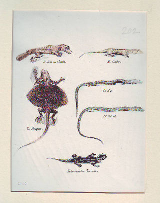 LITOGRAFIA ILUMINADA DEL SIGLO XIX. EL CABEZA CHATA. EL GECKO. EL GRAGON. EL SEPS. EL CALCIDE. SALAMANDRA TERRESTRE.