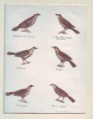 LITOGRAFIA ILUMINADA DEL SIGLO XIX. EL TORDILLO DE STO. DOMINGO. EL BURLON. EL MIRLO. EL MIRLO AZUL. EL BURLON FRANCES. EL TILLY O TORDO CENICIENTO DE AMERICA.