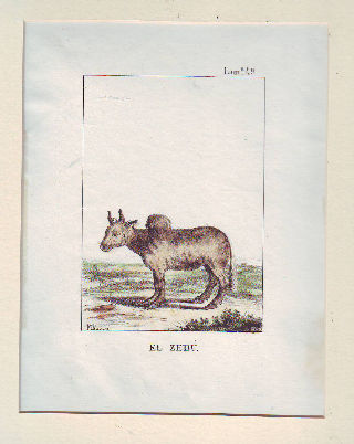 LITOGRAFIA ILUMINADA DEL SIGLO XIX. EL ZEBU.