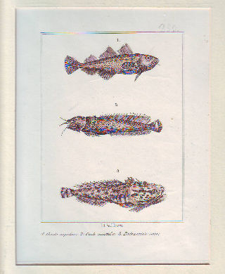 LITOGRAFIA ILUMINADA DEL SIGLO XIX. GADO CAPELAN. GADO MUSTELA. BATRACOIDE TAU.