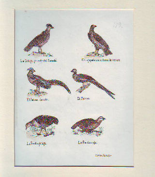 LITOGRAFIA ILUMINADA DEL SIGLO XIX. LA COMENDADORA. EL TROPIAL. EL CACIQUE AMARILLO. EL CACIQUE ROJO. LA OROPENDOLA DE LAS INDIAS. EL CACIQUE MOÑUDO DE CAYENA.