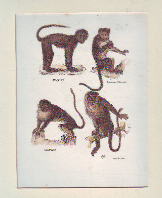 LITOGRAFIA ILUMINADA DEL SIGLO XIX. MANGABEY. SOMBRERO CHINESCO. CALITRICHO. CEFO.